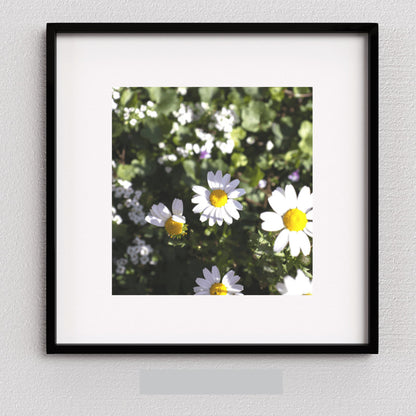 Daisy Wall Art, Floral Wall Art, Photography Prints, Daisy Print, Daisy Flower 1