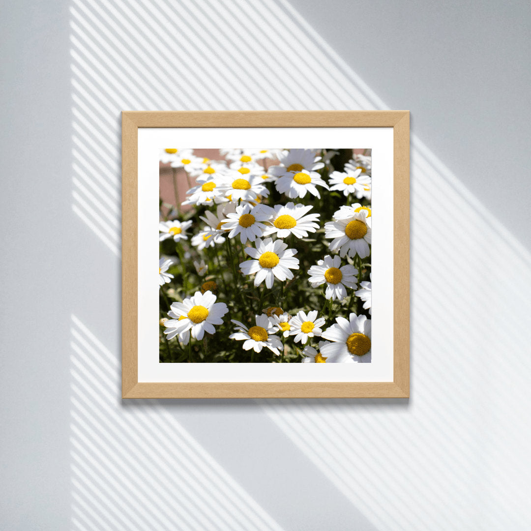 Daisy Wall Art, Floral Wall Art, Photography Prints, Daisy Print, Daisy Flower 2