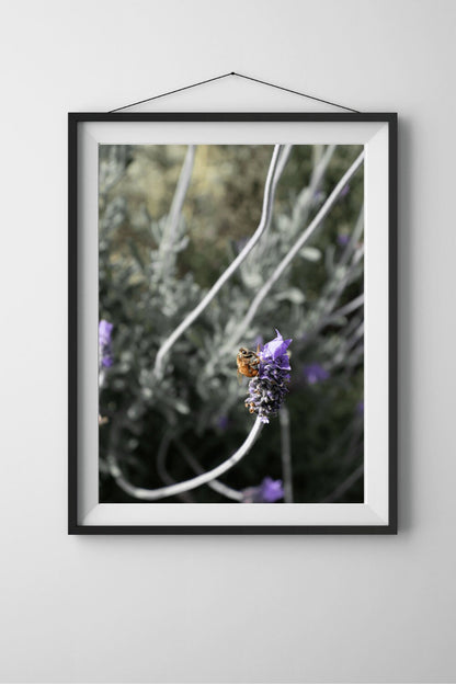 Honey Bee Lavender Fine Art Photo Print, Honey Bee Wall Art, Nature Photography, Living Room Wall Art