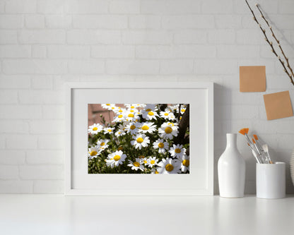 Daisy Wall Art, Floral Wall Art, Photography Prints, Daisy Print, Daisy Flower 2