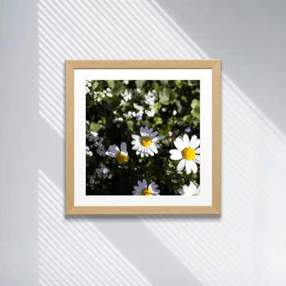 Daisy Wall Art, Floral Wall Art, Photography Prints, Daisy Print, Daisy Flower 1