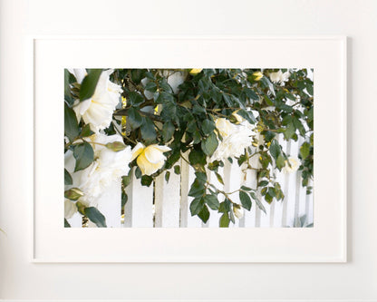 White Roses Print, Feminine Wall Art, Roses Art Photo Poster, Fine Art Photography, White Roses Wall Art Fence 1