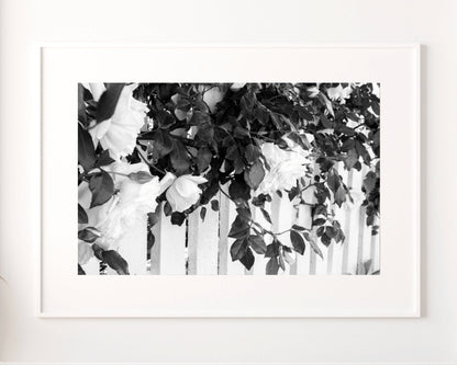 Roses Print, Black and White Roses Flower Photography, Roses Art Photo Poster, Fashion Wall Art, Black and White Rose Wall Art Fence 1