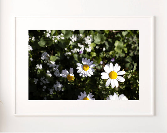 Daisy Wall Art, Floral Wall Art, Photography Prints, Daisy Print, Daisy Flower 1