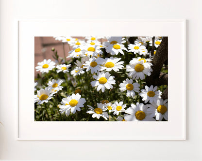 Daisy Wall Art, Floral Wall Art, Photography Prints, Daisy Print, Daisy Flower 2