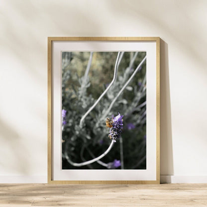 Honey Bee Lavender Fine Art Photo Print, Honey Bee Wall Art, Nature Photography, Living Room Wall Art